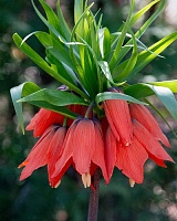 Фритиллярия (рябчик) Rubra