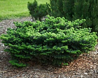 Пихта бальзамическая Нана (Abies balsamea Nana)