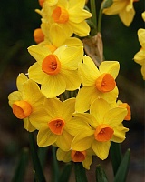 Нарцисс Tazetta Grand Soleil d'Or