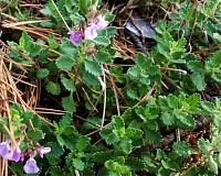 Дубровник обыкновенный (Teucrium chamaedrys)