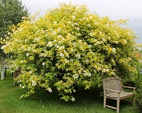 Бузина черная Ауреа (Sumbucus nigra Aurea)