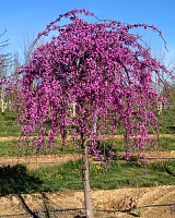 Церцис канадский Лавендер Твист (Cercis canadensis Lavender Twist)