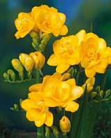 Фрезия Double Yellow