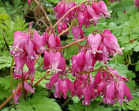 Дицентра красивая Лакшариэнт (Dicentra formosa Luxuriant)