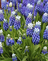 Мускари Тач оф Сноу (Muscari Touch of Snow)