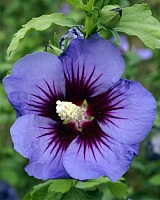 Гибискус сирийский Гавайи (Hibiscus syriacus Hawaii)