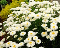 Нивяник Крейзи Дейзи (Leucanthemum Crazy Daisy)