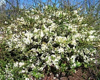 Хеномелес (Айва) прекрасный Нивалис (Chaenomeles speciosa Nivalis)