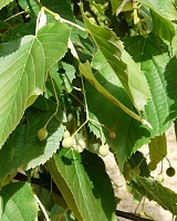 Липа кавказская крупнолистная