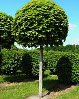 Клен остролистный Глобозум (Acer platanoides Globosum)