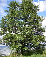 Ольха серая Лациниата (Alnus incana Laciniata)