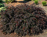Барбарис средний Ред Джевел (Berberis x media Red Jewel)