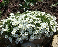 Аренария горная (Arenaria montana)