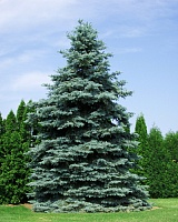 Ель колючая Глаука (Picea pungens Glauca)