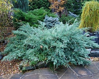 Можжевельник виргинский Грей Оул (Juniperus virginiana Grey Owl)