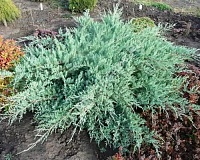 Можжевельник виргинский Блю Клауд (Juniperus virginiana Blue Cloud)