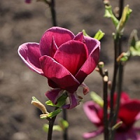 Магнолия Майти Маус (Magnolia Mighty Mouse) 