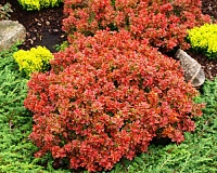 Барбарис тунберга Адмирейшн (Berberis  thunbergii Admiration)