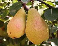 Груша Лесная Красавица