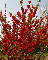 Хеномелес (Айва) прекрасный Скарлет Шторм(Chaenomeles superba Scarlet Storm)