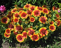 Гайлардия остистая многолетняя (Gaillardia aristata)