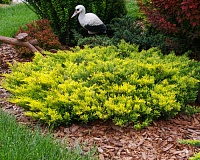 Можжевельник горизонтальный Лаймглоу (Juniperus horizontalis Limeglow)
