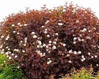Пузыреплодник калинолистный Ред Барон (Physocarpus opulifolius Red Baron)