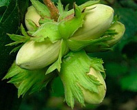 Фундук Корончатый