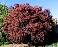 Скумпия кожевенная Роял Пурпл (Cotinus coggygria Royal Purple)