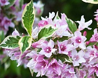 Вейгела цветущая Нана Вариегата (Weigela florida Nana Variegata)