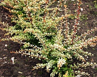 Барбарис тунберга Наташа (Berberis thunbergii Natasza)