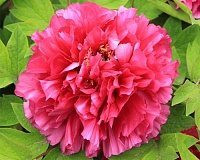Пион древовидный Райзинг Сан (Paeonia Suffruticosa Xu gang)
