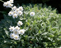 Тысячелистник зонтичный (Achillea umbellata)