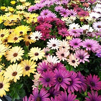 Остеоспермум кустовой в ассортименте (Osteospermum)