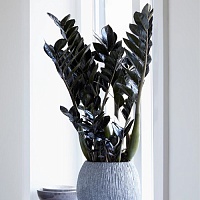Замиокулькас Рэйвен (Zamioculcas Raven)