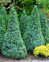 Ель канадская Сандерс Блю (Picea glauca Sander’s Blue)