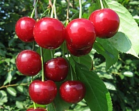 Вишня Малышка