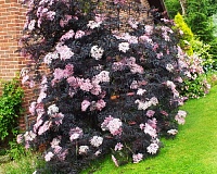Бузина черная Блек Лейс (Sambucus nigra Black Lace)