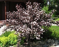Пузыреплодник калинолистный Дьяболо (Physocarpus opulifolius Diablo)