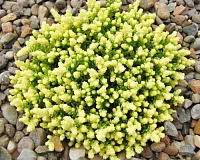 Седум едкий Ауреум (Sedum acre Aureum)
