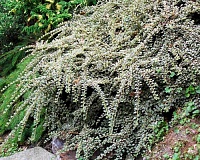 Кизильник горизонтальный Вариегатус (Cotoneaster atropurpureus Variegatus)