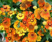 Гелениум Марди Грас (Helenium Mardi Gras)