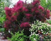 Скумпия кожевенная Рубрифолиус (Cotinus coggygria Rubrifolius)