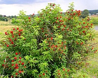Бузина обыкновенная красная (Sambucus racemosa)