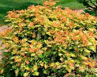 Рябинник рябинолистный Сэм (Sorbaria sorbifolia Sem)