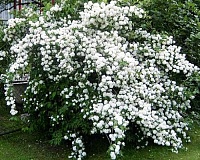 Чубушник лемуана Вирджинал (Philadelphus Lemoinei Virginal)