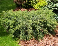 Можжевельник виргинский Хетц (Juniperus virginiana Hetz)