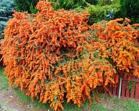 Пираканта Оранж Глоу (Pyracantha coccinea Orange Glow)
