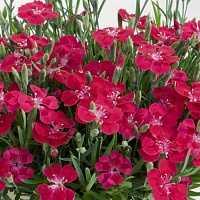 Гвоздика гибридная Пиллоу Маджента (Pillow Magenta)