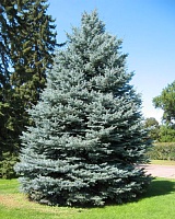 Ель колючая Блю Даймонд (Picea pungens Blue Diamond)